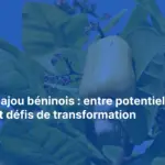 Transformation cajou Bénin - Africitizen