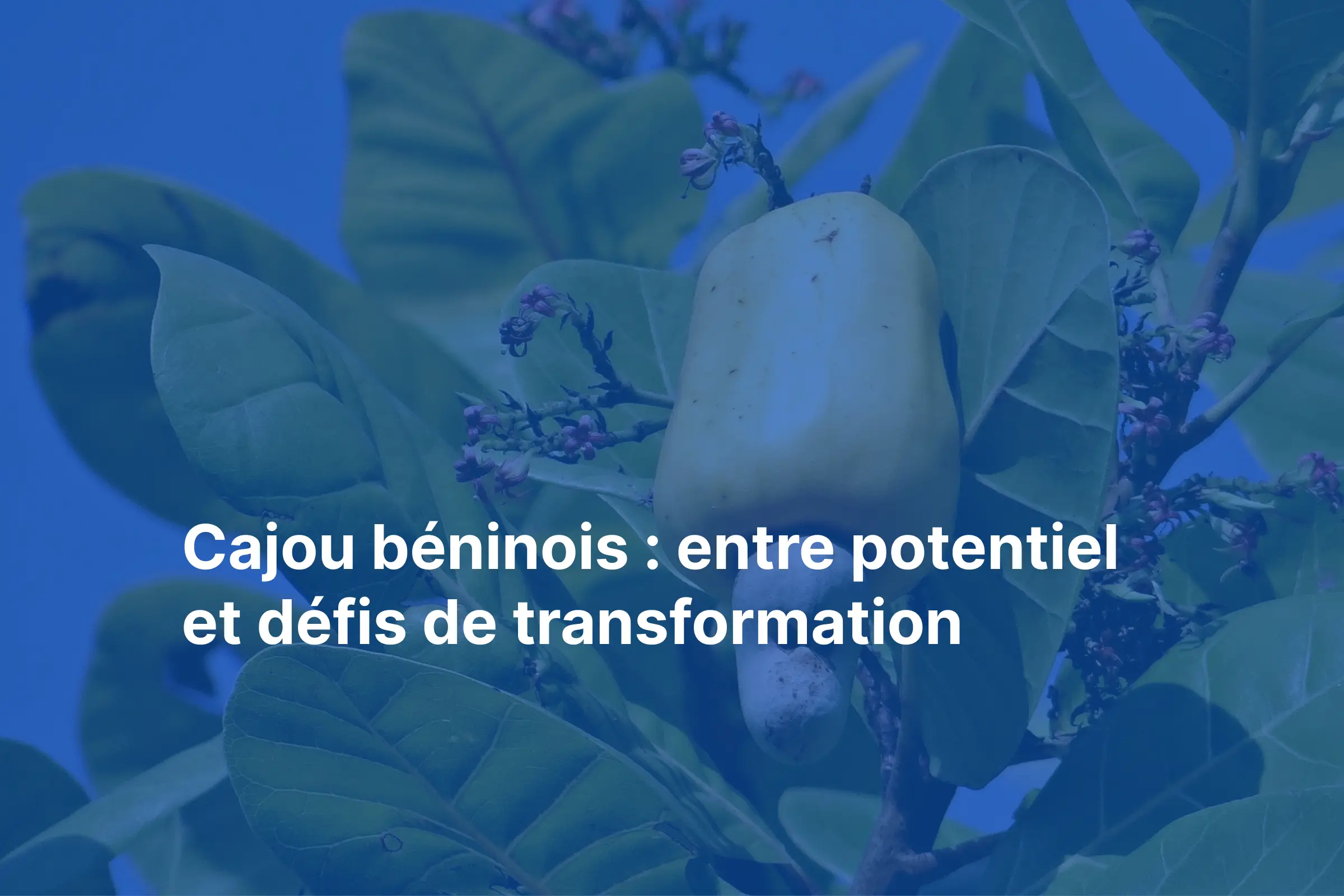 Transformation cajou Bénin - Africitizen