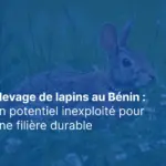 élevage lapin Bénin - Africitizen