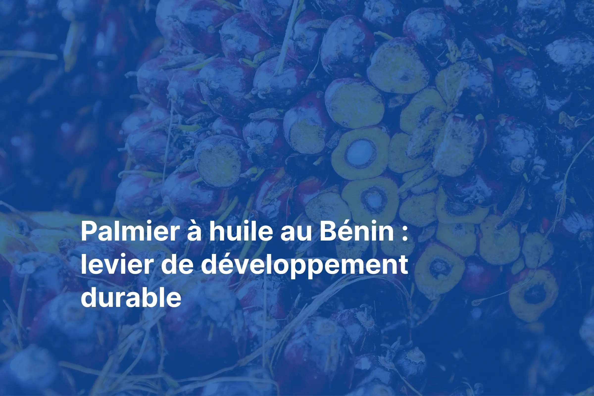 Palmier à huile Bénin - Africitizen